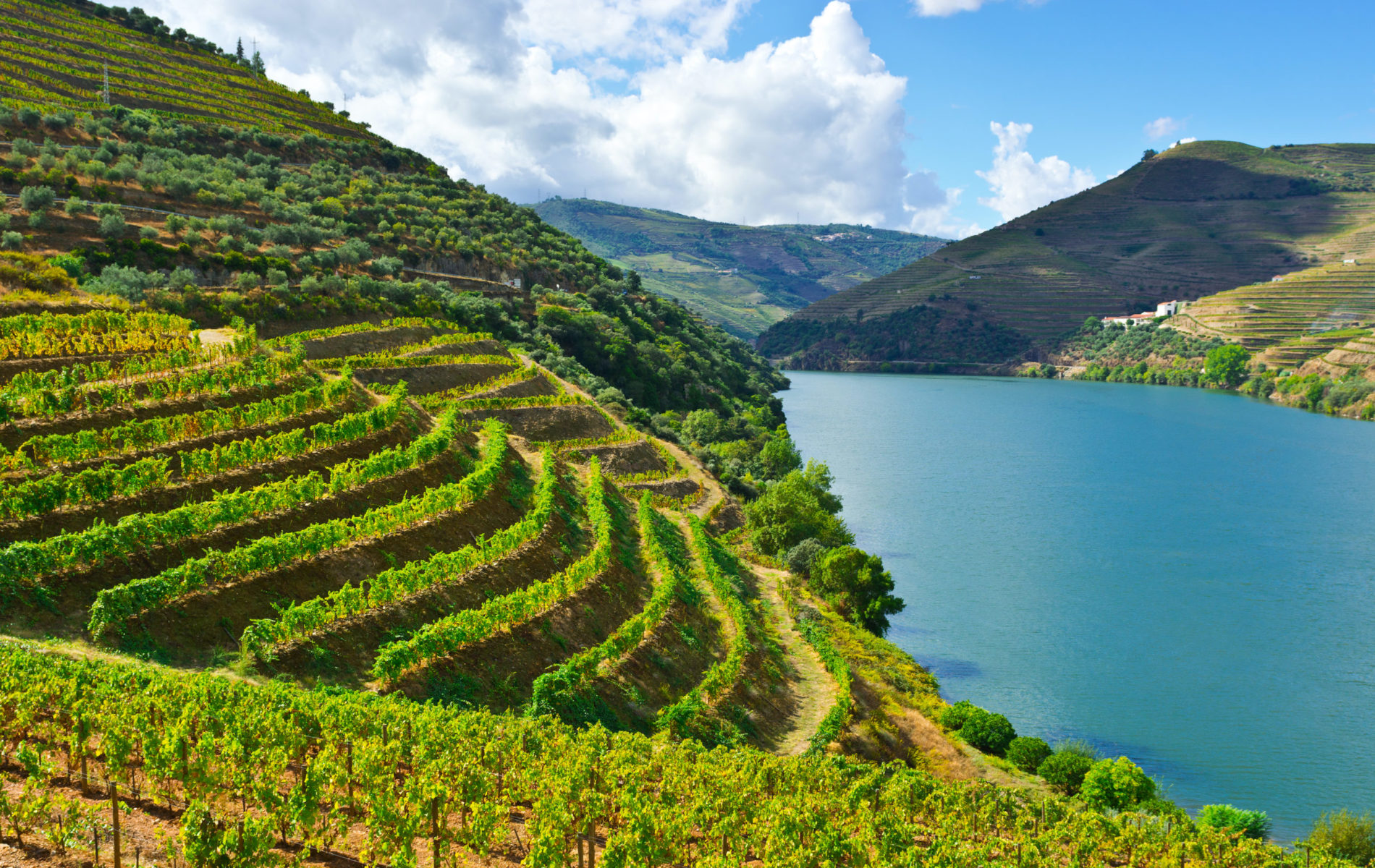 Vineyards in the Valley of the River Douro, Portugal